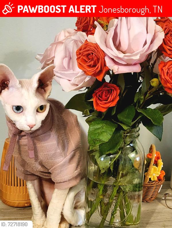 Lost Male Cat last seen Longview and Main Street, Jonesborough, TN 37659
