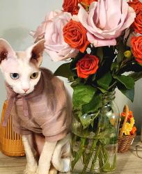 Lost Male Cat last seen Longview and Main Street, Jonesborough, TN 37659