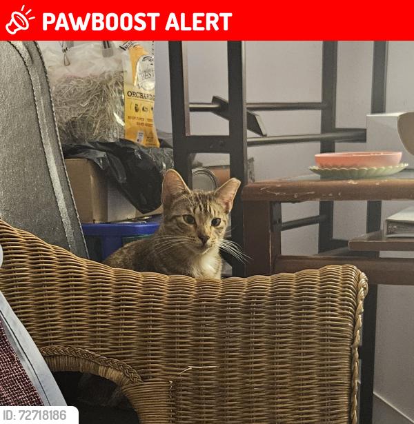 Lost Unknown Cat last seen 5th street, West Palm Beach, FL 33403