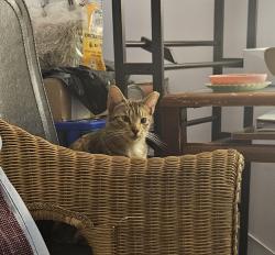 Lost Unknown Cat last seen 5th street, West Palm Beach, FL 33403