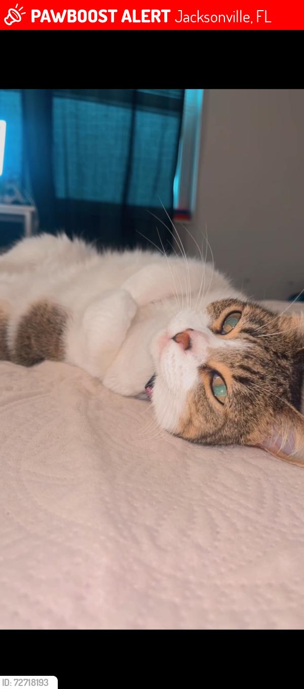 Lost Female Cat last seen Near , Jacksonville, FL 32207