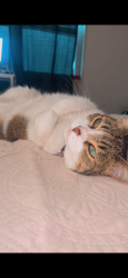 Lost Female Cat last seen Near , Jacksonville, FL 32207