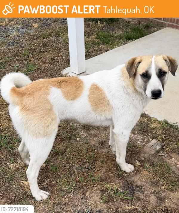 Found/Stray Male Dog last seen Starbucks, Tahlequah, OK 74464