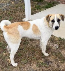 Found/Stray Male Dog last seen Starbucks, Tahlequah, OK 74464