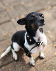 Reunited Female Dog last seen Near Schroeder Ln, Alvin, TX 77511 and fairview rd, Alvin, TX 77511