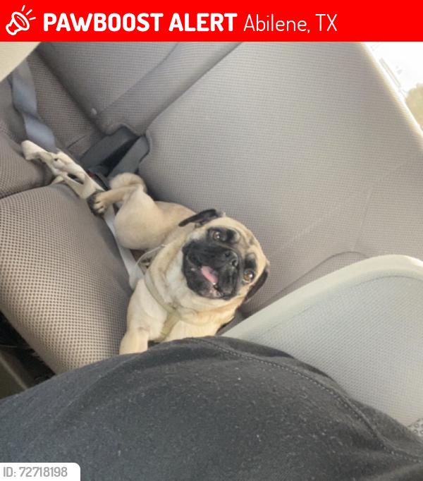 Lost Female Dog last seen Buffalo gap and Danville by fazolis , Abilene, TX 79603