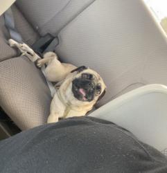 Lost Female Dog last seen Buffalo gap and Danville by fazolis , Abilene, TX 79603