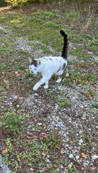 Found/Stray Unknown Cat last seen Near , Altamonte Springs, FL 32701