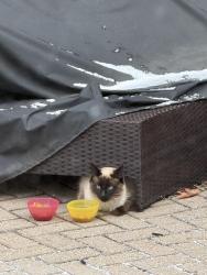 Found/Stray Unknown Cat last seen Dequindre and Runyan, Rochester, mi, Shelby Township, MI 48316