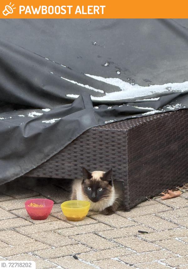Found/Stray Unknown Cat last seen Dequindre and Runyan, Rochester, mi, Shelby Township, MI 48316