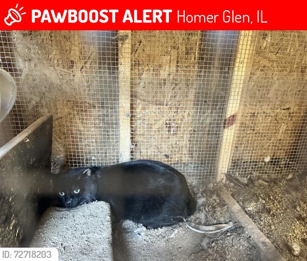 Lost Male Cat last seen Bruce and Robert Emmett, Homer Glen, IL 60491