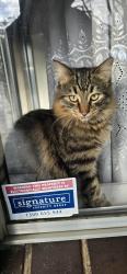 Lost Male Cat last seen Springvale Road Mulgrave , Mulgrave, VIC 3170