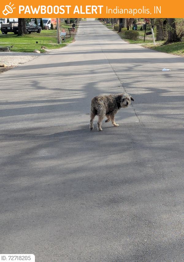 Found/Stray Unknown Dog last seen Sherman , Indianapolis, IN 46218
