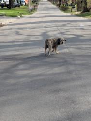 Found/Stray Unknown Dog last seen Sherman , Indianapolis, IN 46218