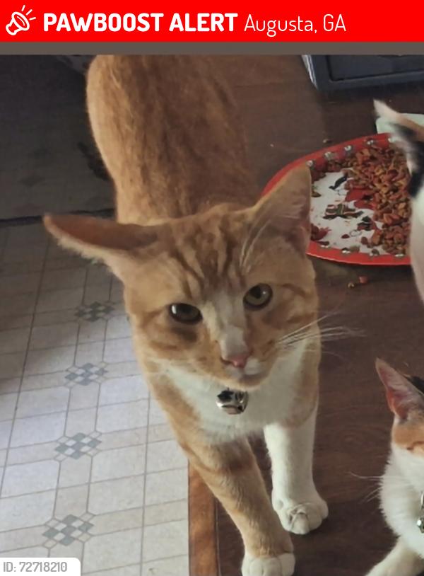 Lost Male Cat last seen Near Piney Grove rd, Augusta, GA 30906