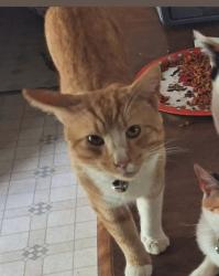 Lost Male Cat last seen Near Piney Grove rd, Augusta, GA 30906