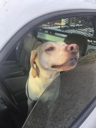 Found/Stray Female Dog last seen Near Lafayette Rd, Clarksville, TN 37042, Clarksville, TN 37042