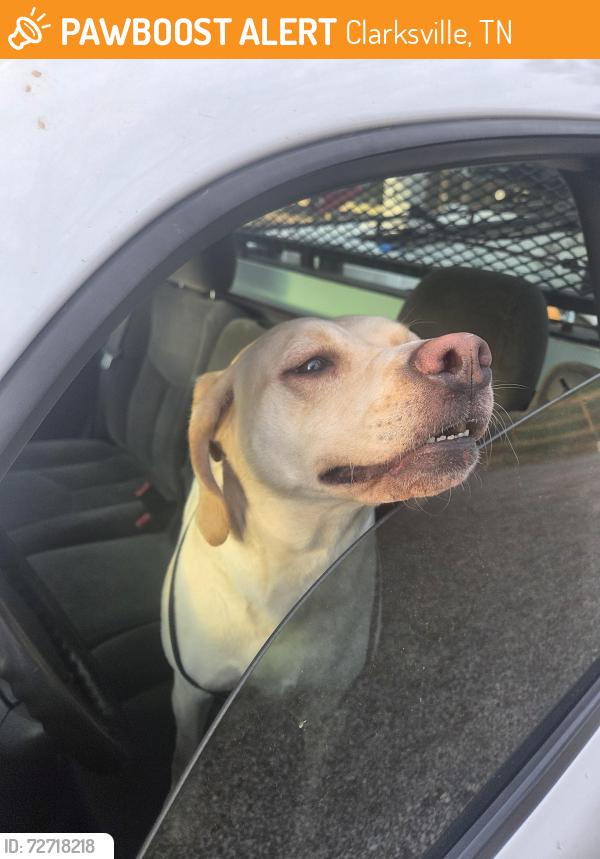 Found/Stray Female Dog last seen Near Lafayette Rd, Clarksville, TN 37042, Clarksville, TN 37042