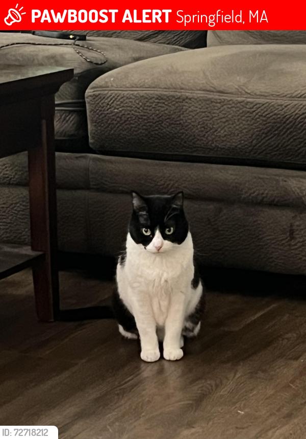 Lost Female Cat last seen Near bevier street springfield ma, Springfield, MA 01107