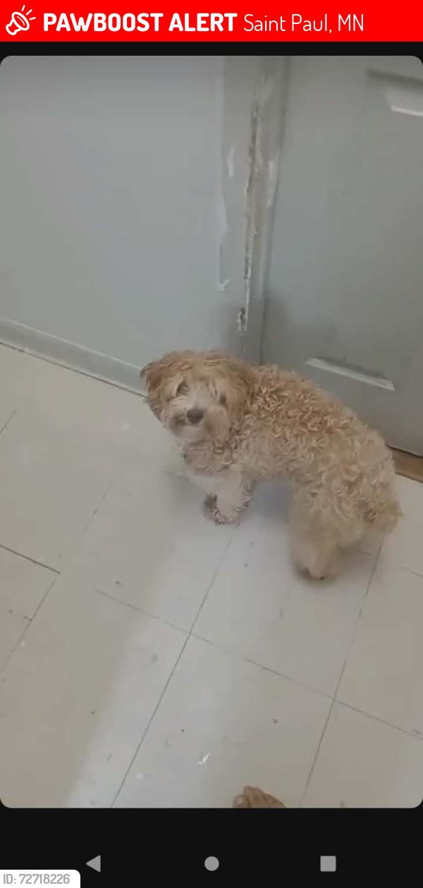 Lost Male Dog last seen 7th st, Saint Paul, MN 55106