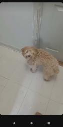 Lost Male Dog last seen 7th st, Saint Paul, MN 55106