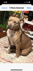 Lost Female Dog last seen Union road, Gastonia, NC 28056