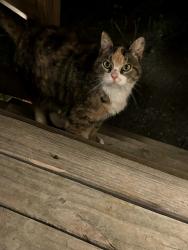 Found/Stray Female Cat last seen Woodbury Highway & Travis Court , Murfreesboro, TN 37130