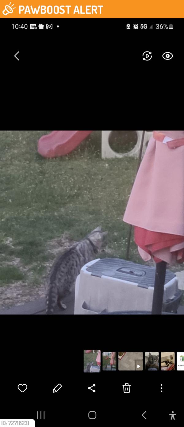 Found/Stray Unknown Cat last seen Wedgewood, Washington Township, NJ 08012