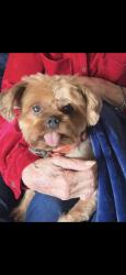 Lost Male Dog last seen State highway 198, Mabank, TX 75147