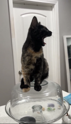 Lost Male Cat last seen North avers Thomas , Chicago, IL 60642