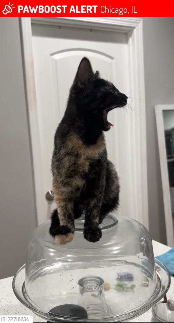 Lost Male Cat last seen North avers Thomas , Chicago, IL 60642