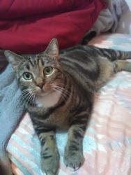 Lost Female Cat last seen Highpoint Church, Crossing of SE Walton Rd & SE Lennard Rd., Port St. Lucie, FL 34952