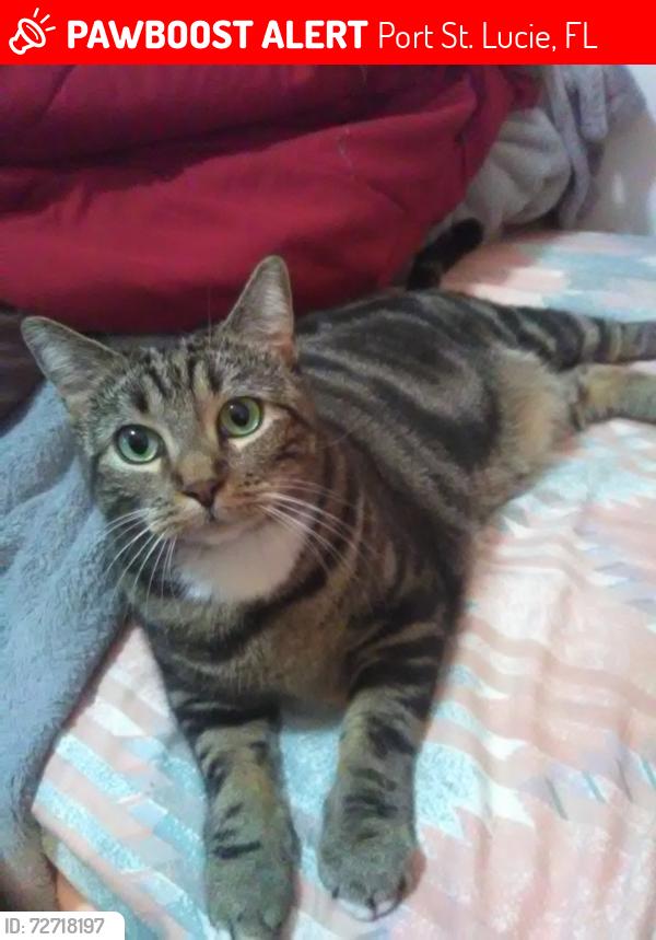 Lost Female Cat last seen Highpoint Church, Crossing of SE Walton Rd & SE Lennard Rd., Port St. Lucie, FL 34952
