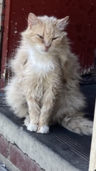 Lost Male Cat last seen Ford Park , Ivanhoe, VIC 3079