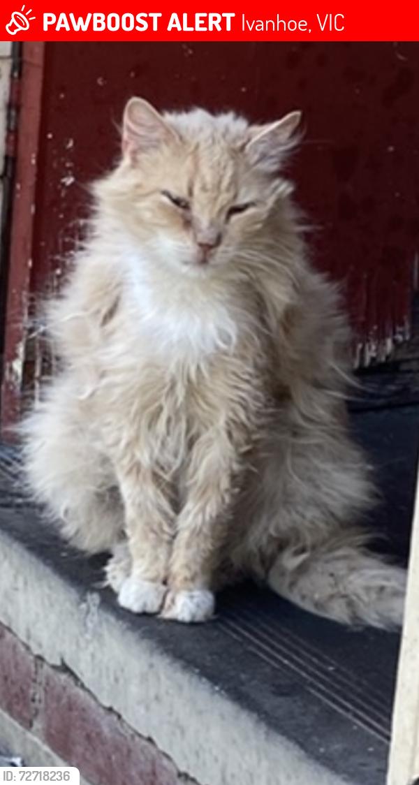 Lost Male Cat last seen Ford Park , Ivanhoe, VIC 3079