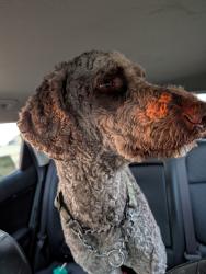 Found/Stray Male Dog last seen 44th and dobbs., Harrah, OK 73045