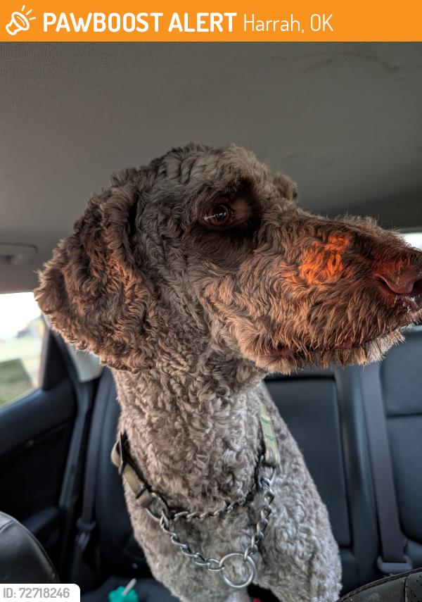 Found/Stray Male Dog last seen 44th and dobbs., Harrah, OK 73045