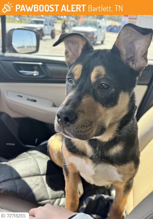 Found/Stray Male Dog last seen Bartlett , Bartlett, TN 38134