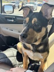 Found/Stray Male Dog last seen Bartlett , Bartlett, TN 38134