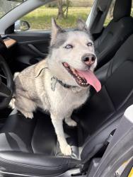 Found/Stray Female Dog last seen Corner of Millrace Dr and Durango Pass in Northeast Austin, Las Cimas area, Austin, TX 78724