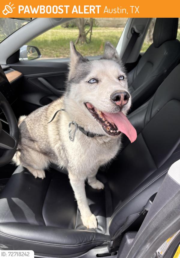 Found/Stray Female Dog last seen Corner of Millrace Dr and Durango Pass in Northeast Austin, Las Cimas area, Austin, TX 78724