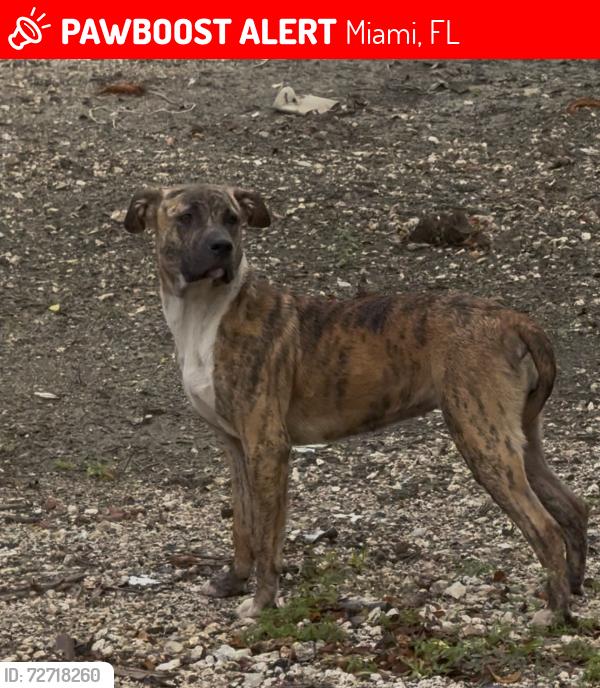 Lost Female Dog last seen North Miami Beach, Miami, FL 33138