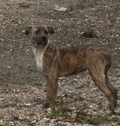 Lost Female Dog last seen North Miami Beach, Miami, FL 33138