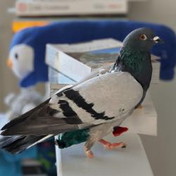 Lost Male Bird last seen Janneys Ln and East Taylor Run Parkway, Alexandria, VA 22302