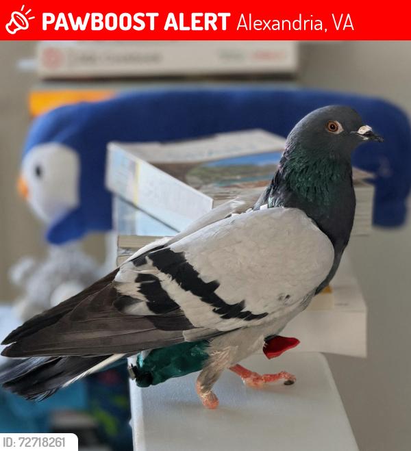 Lost Male Bird last seen Janneys Ln and East Taylor Run Parkway, Alexandria, VA 22302