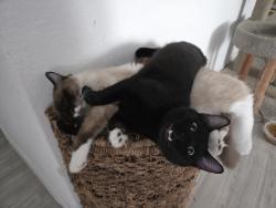 Lost Male Cat last seen Waterwheel Subdivision, San Antonio, TX 78254