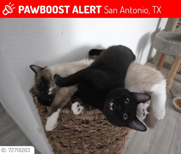 Lost Male Cat last seen Waterwheel Subdivision, San Antonio, TX 78254