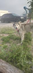 Found/Stray Female Dog last seen Presa St and 410, San Antonio, TX 78223