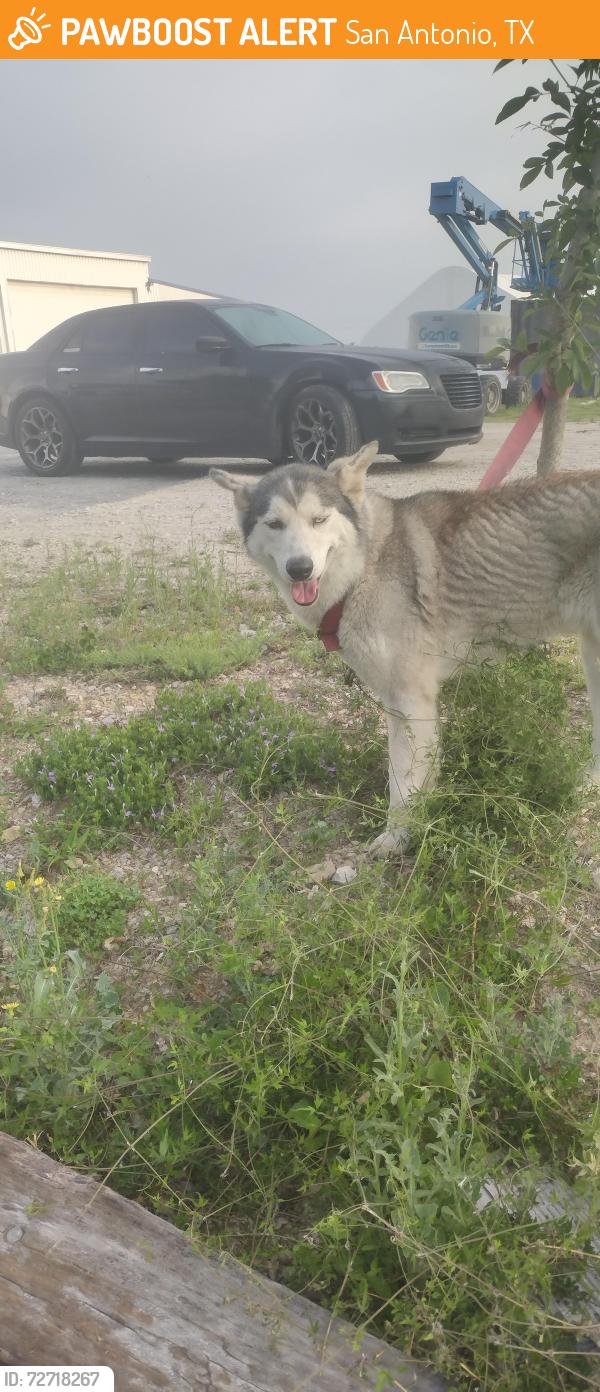 Found/Stray Female Dog last seen Presa St and 410, San Antonio, TX 78223