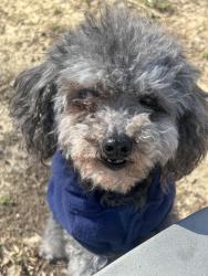 Lost Female Dog last seen Kroger 520 bank street , Louisville, KY 40212